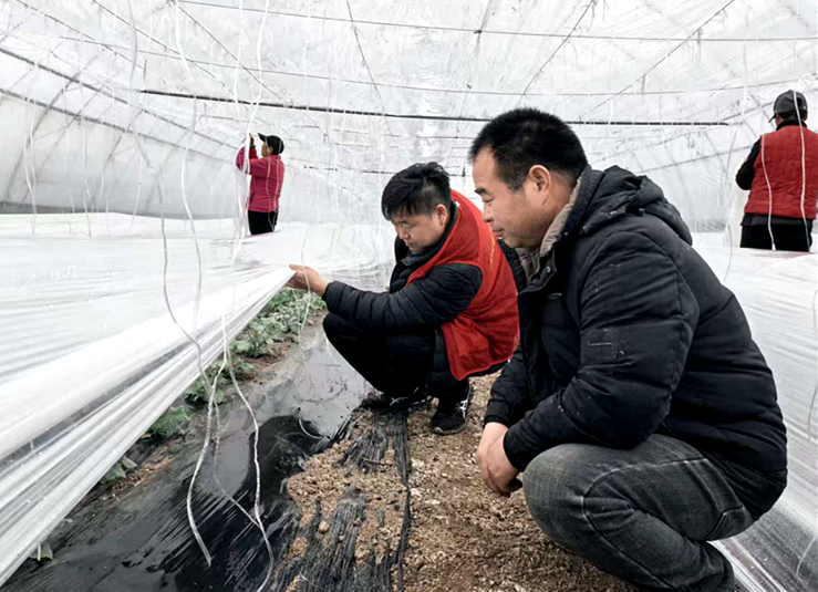 科技赋能促丰产 精准指导暖民心，河南省蜜瓜产业科技特派员服务团指导蜜瓜生产