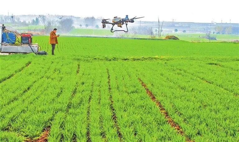 返青期，咋春管？ “郭小麦”支招了！