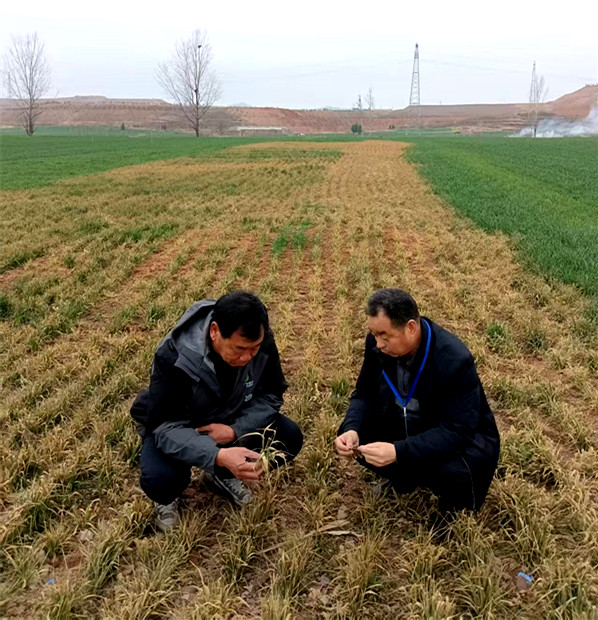 志愿服务春耕行 科技惠农助振兴  宝丰县科协开展科普志愿服务