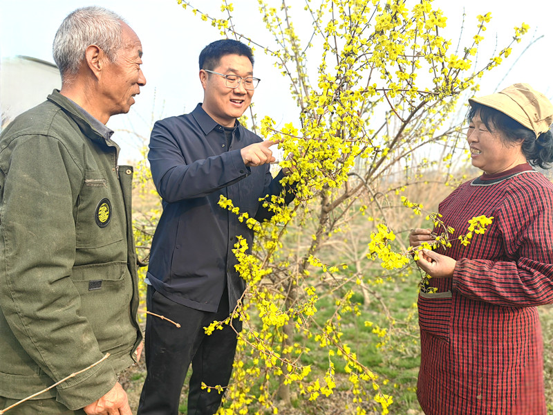 灵宝青年孙鑫团队连翘种业创新喜捧省二等奖