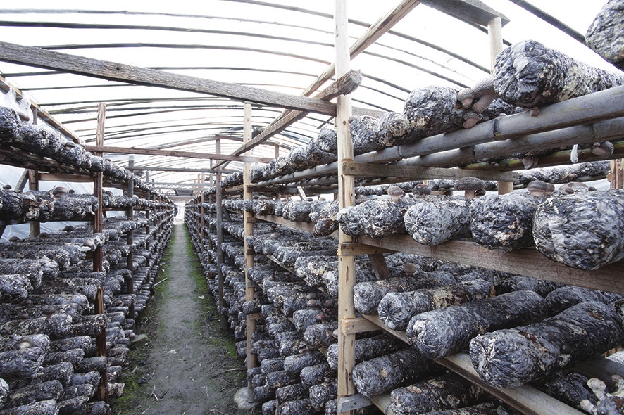 废旧菌棒养出“致富虫”