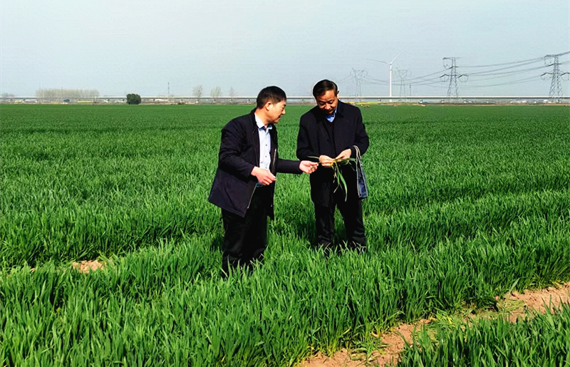 农技专家田间“把脉”护航小麦春管促丰收