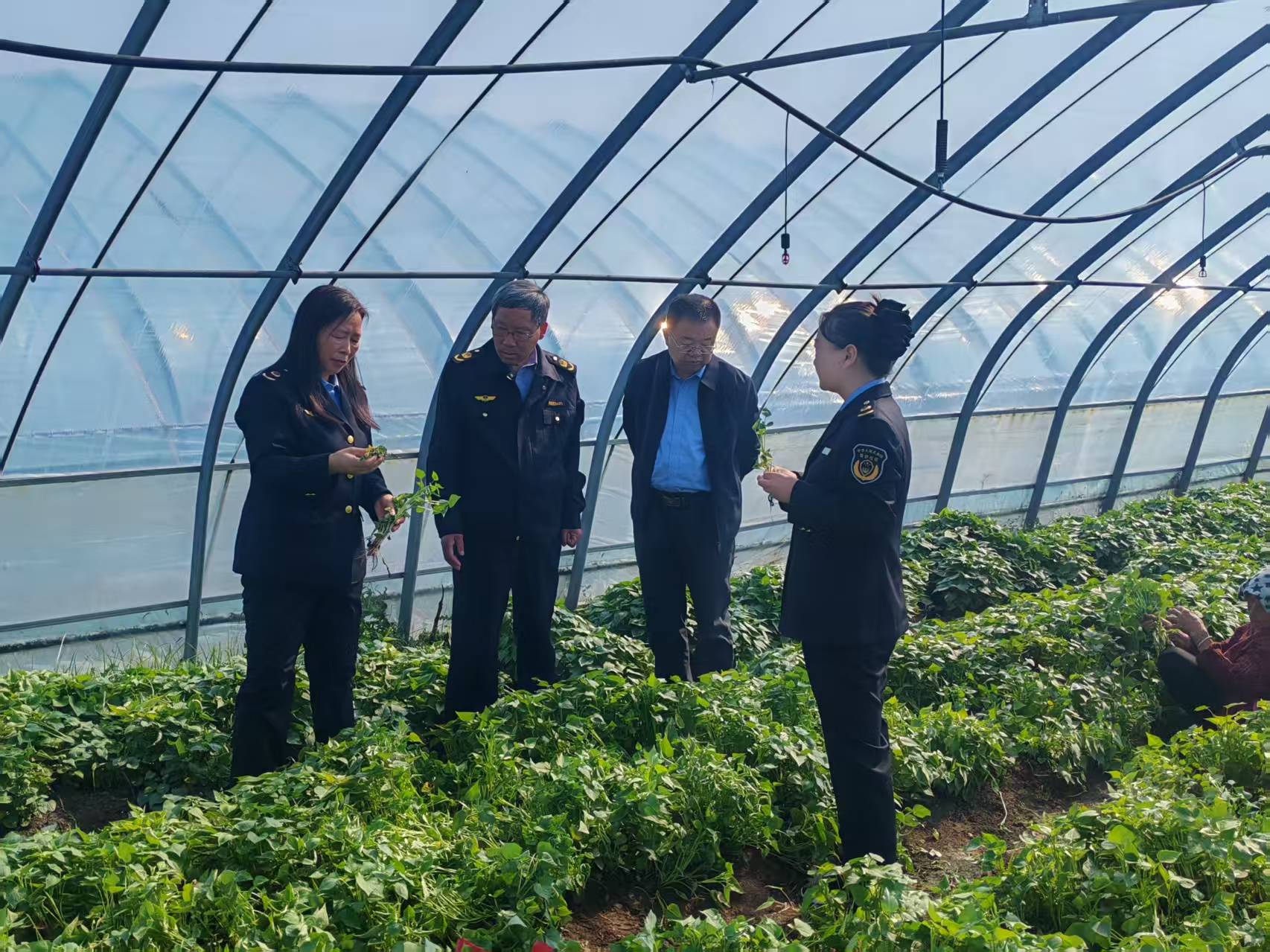 河南省植物病理学会洛阳市会员组织开展“立足岗位作贡献我为群众办实事”活动