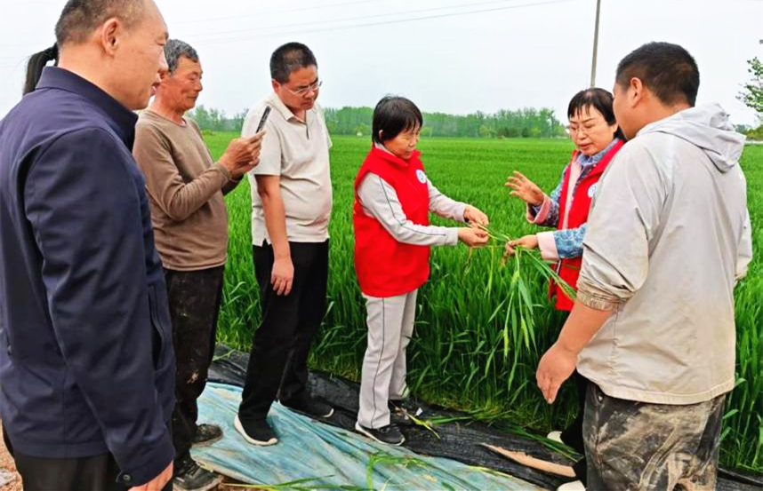 科技特派团深入睢阳麦田  护航夏粮丰收