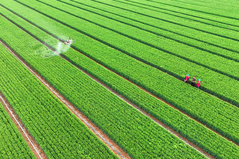 抢抓农时！“一喷三防”助丰收