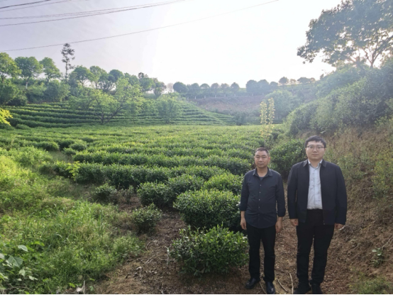 金融活水润茶乡 绘就振兴新画卷 ——工行信阳分行2026年上半年乡村振兴金融服务纪实