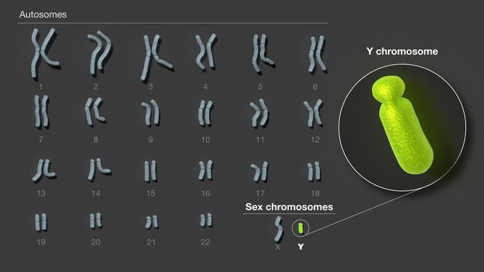 拼上24条染色体最后一块拼图：人类Y染色体的组装和分析完成