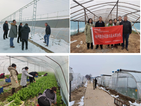 国家大宗蔬菜产业技术体系郑州综合试验站部署低温雨雪冰冻灾害防范工作