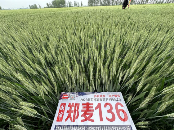 科企合作打造“帝益麦”品牌  引领我省小麦生产进入高产“芯”时代