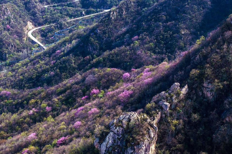 鲁山县：紫荆花绽放漫山野