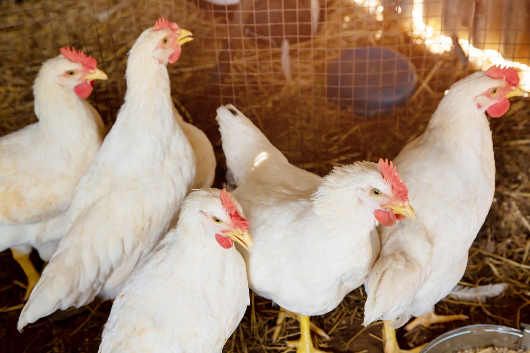 紧急关注！比新冠更凶猛？H5N1禽流感：死亡率直逼52%，我们如何预防可能的大流行？