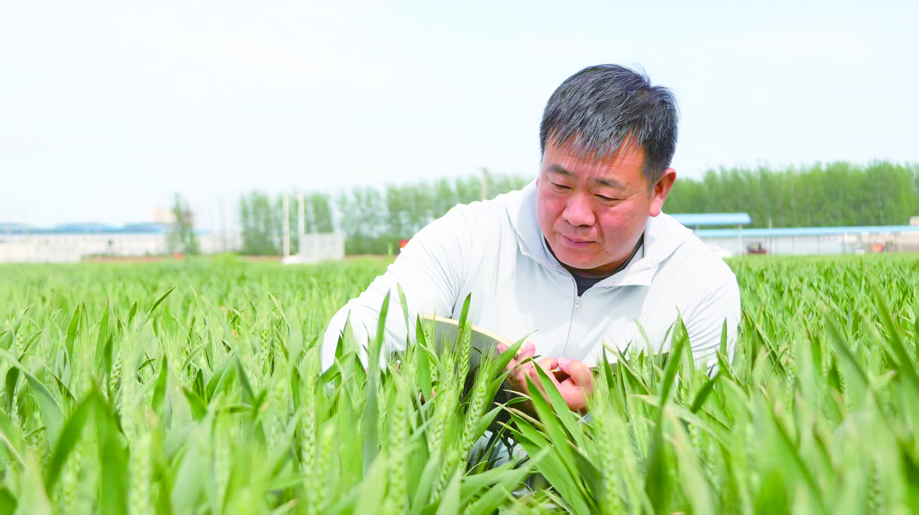 育麦兴农守初心，科研赋能启新程 ——副研究员赵永涛的农业科技深耕之路