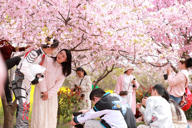 荥阳古柏渡丰乐樱花盛放 春日花海引客来