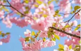 春暖花开  这份防过敏攻略请收好
