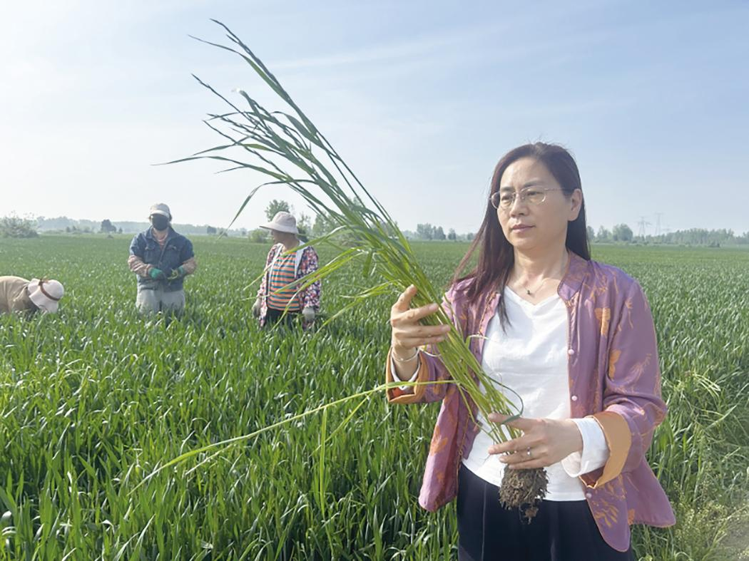 王丽英：扎根田间地头三十余载 以科技赋能乡土丰收